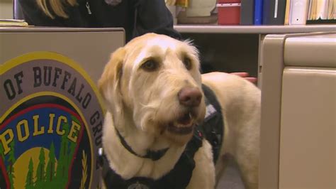 Suburban PD's first therapy dog warming hearts wherever he's needed